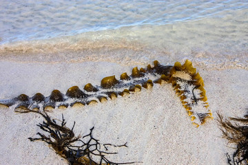 Great seaweed on the coast, Norway © vladislav333222