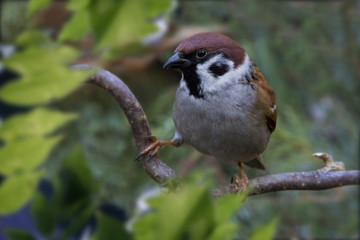 Feldsperling oder Feldspatz (Passer montanus)
