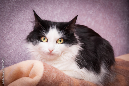 Cat Animal Pet Feline White Kitten Black Domestic