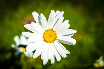 Fototapeta premium flower, daisy, nature, white, summer, yellow, spring, plant, garden, green, macro, beauty, grass, camomile, flowers, flora, petal, field, meadow, blossom, chamomile, bloom, petals, floral, single