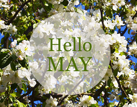 Hello May greeting card with white apple tree blossoms on a blue sky background.
Springtime concept.Selective focus.