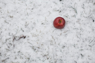 Red apple on snow close up in frosty winter day