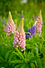 flower, nature, purple, plant, flowers, spring, garden, pink, bloom, green, lupine, blossom, summer, blue, floral, field, violet, lavender, flora, muscari, beauty, wild, leaf, lupin, color