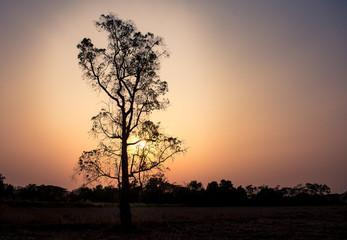 Plakat tree and branch with sunset,silhouette background.