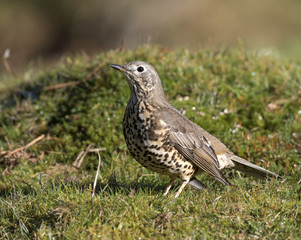 Mistle Thrush