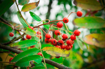 red, berry, berries, fruit, green, tree, nature, branch, garden, plant, currant, food, ripe, bush, cherry, leaf, summer, autumn, leaves, bunch, fruits, sweet, viburnum, rowan, healthy