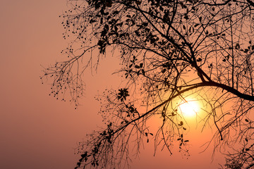 Obraz premium tree and branch with sunset,silhouette background.