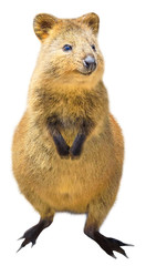A cute Quokka standing, isolated on white background. The Quokka is an australian mammal and marsupial, twilight and nocturnal. Front view. © bennymarty