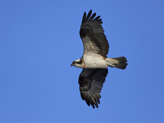 Osprey (Pandion haliaetus)