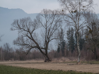 Solitäre Bäume im März