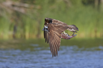 Osprey (Pandion haliaetus)