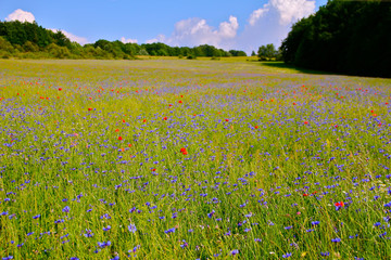 Le champ de bleuets