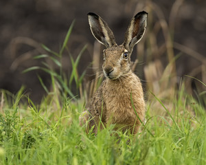Hare