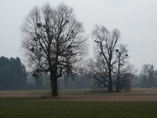Solitäre Bäume im März