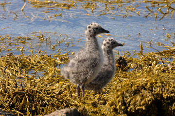 Two chicks Gulls, Norway
