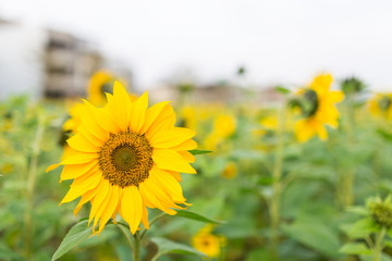 Summer sunflower in Taiwan
