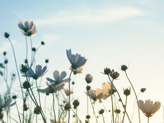Wild flowers against the background of the sky, bottom view, toned. Flower background, soft focus