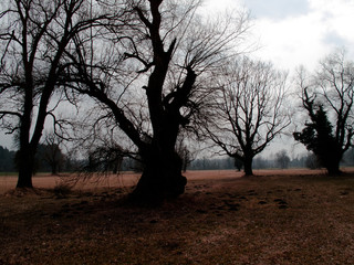 Solitäre Bäume im März