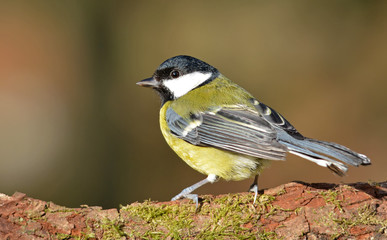 Great Tit