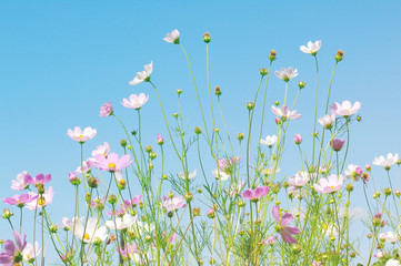 Pink wild flowers against the background of the sky, bottom view, toned. Flower background, soft focus