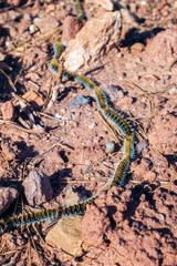 Caterpillars in the row