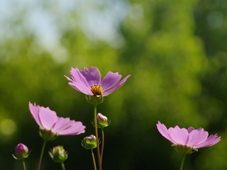 Pink wild flowers against the background of greens. Flower background, soft focus