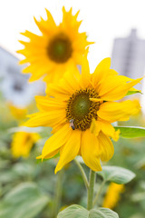 Summer sunflower in Taiwan