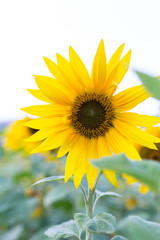 Summer sunflower in Taiwan