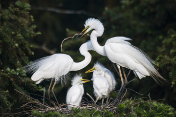 Great Egret nest with young chicks