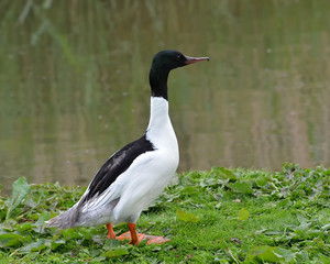 Goosander