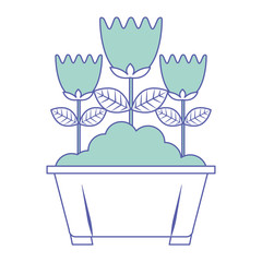 potted flowers natural decoration leaves plant