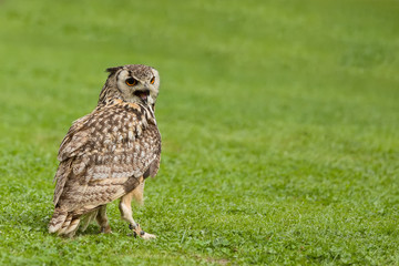 Eurasian Eagle Owl (Bubo bubo)