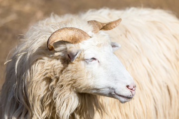 ram or rammer, male of sheep