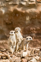 family of meerkat or suricate