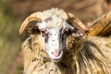 ram or rammer, male of sheep
