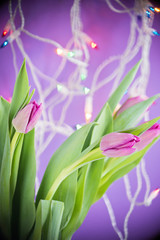 Obraz premium Pink tulips over ultra violet background