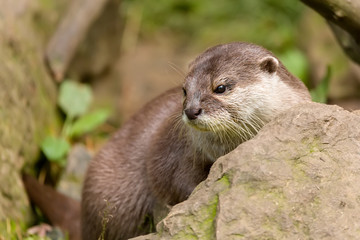 animal European otter (Lutra lutra)