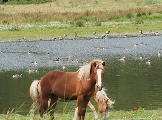 Isländer Pferde in Schwedischen Naturschutzgebiet
