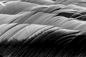 Feathers,Close-up, Macro