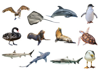 Collage of Australian animals, isolated on white background. Pelican, Seagull, Penguin, Black Swan,...