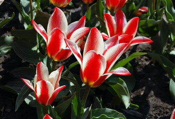 red tulips