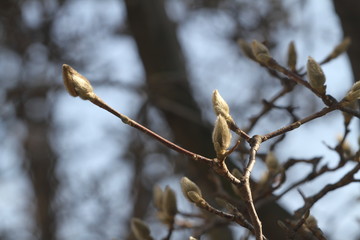 The day that spring comes