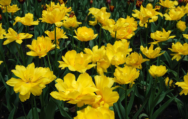 yellow tulips