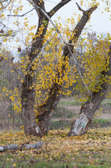 trees with fall golden leaves in a park