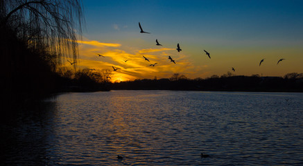 Sonneuntergang mit fliegenden Vögeln über Wasser