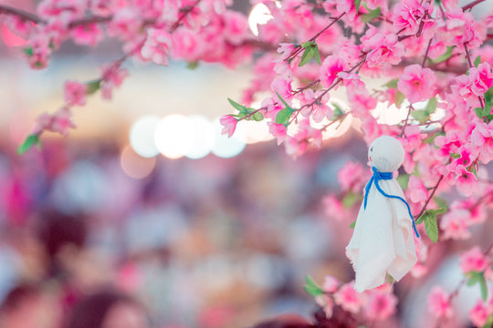 (teru teru bouzu) japan rain doll hanged under sakura tree for anti rain