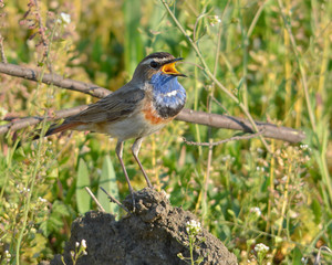 Bluethroat