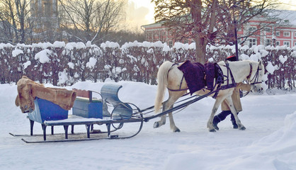 A horse drawn for riding tourists in Kuskovo Manor, Moscow, Russia