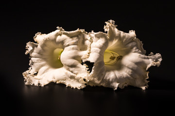 Dolichandrone serrulata Wall  on black isolate