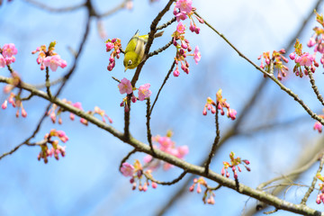 桜と小鳥